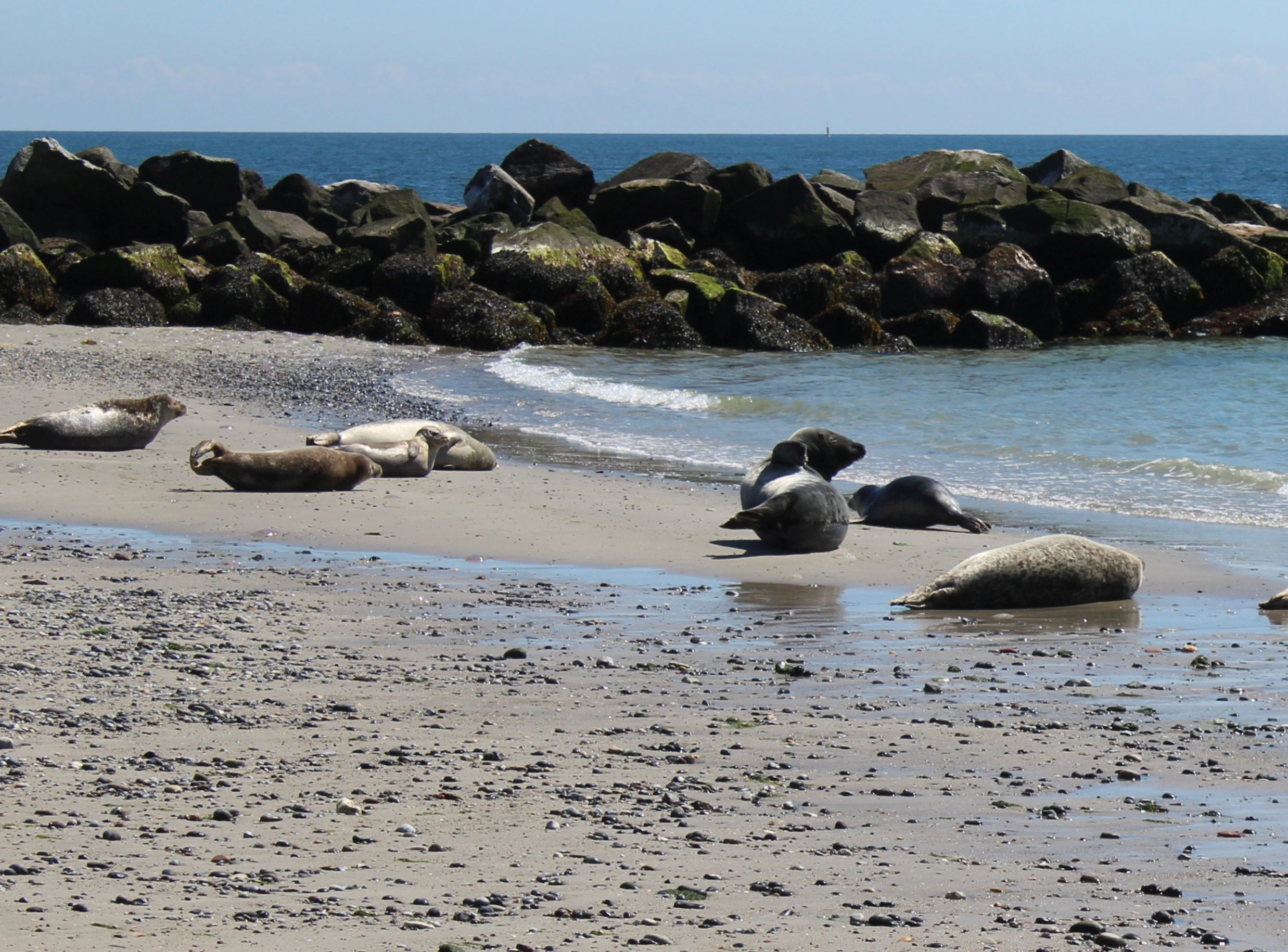 Seehunde und Robben auf Helgoland