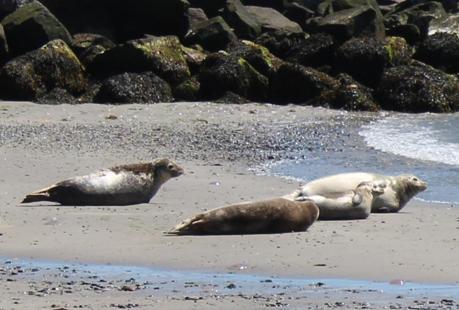 Seehunde und Robben auf Helgoland2